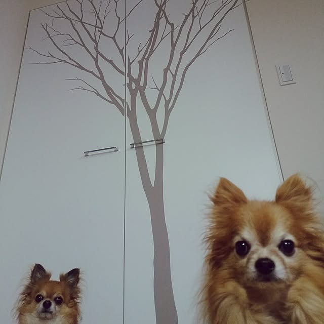 kaoさんの実例写真