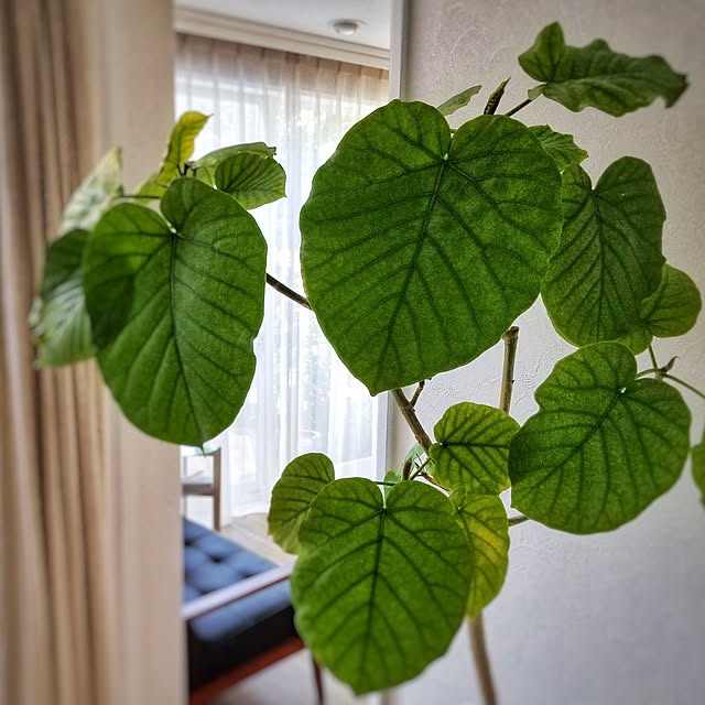 Yukikoさんの実例写真