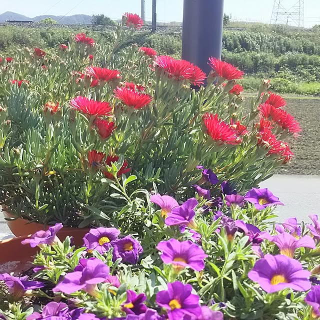 naopyiさんの実例写真