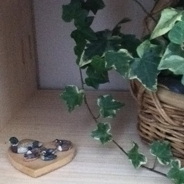 korinoさんの実例写真