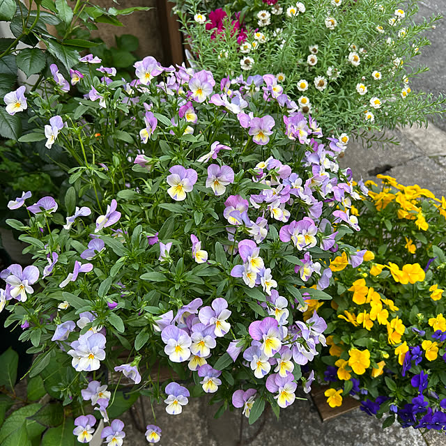 fumikoiさんの実例写真