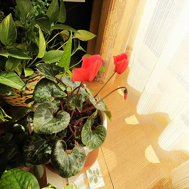 milkann_さんの実例写真
