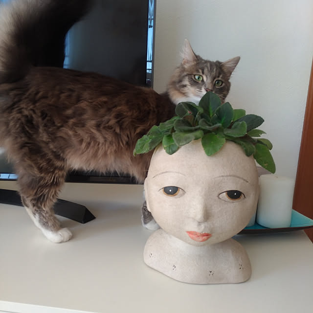 Agostinaさんの実例写真