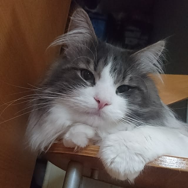 shinobuさんの実例写真