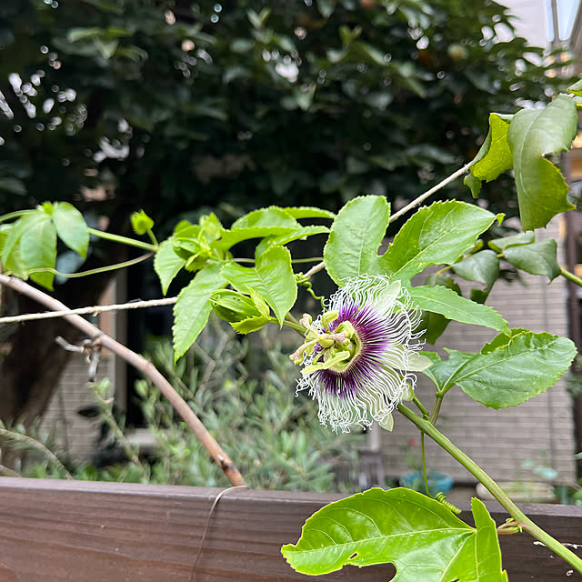 botanさんの実例写真
