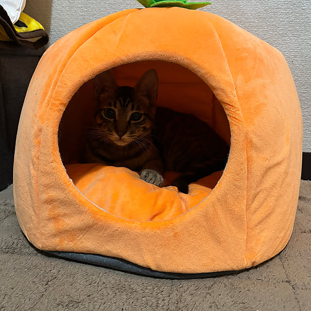 Latteさんの実例写真