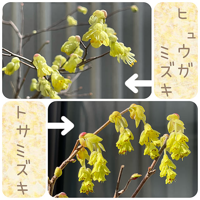 miechuraさんの実例写真