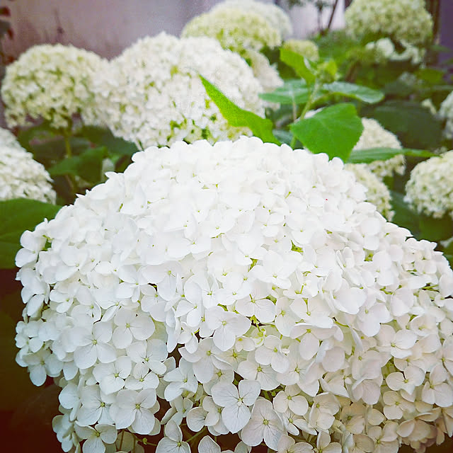 mamimamipockyさんの実例写真