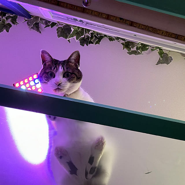 cinthiaさんの部屋