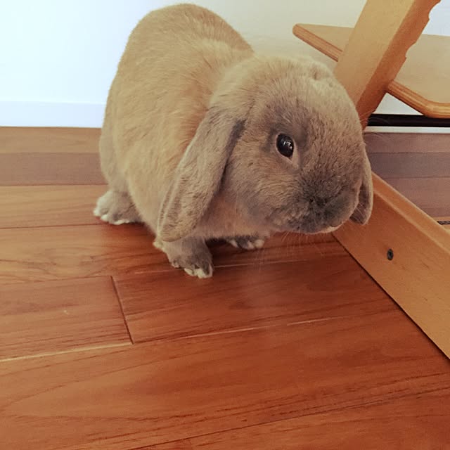 sayapiさんの実例写真