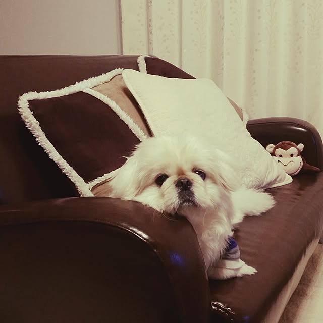 yukagomaさんの実例写真
