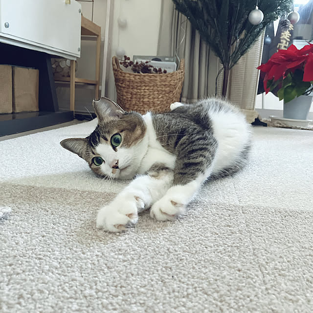 nekomiさんの実例写真