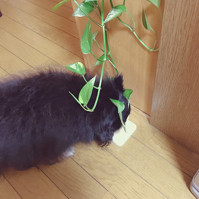 yukaさんの実例写真