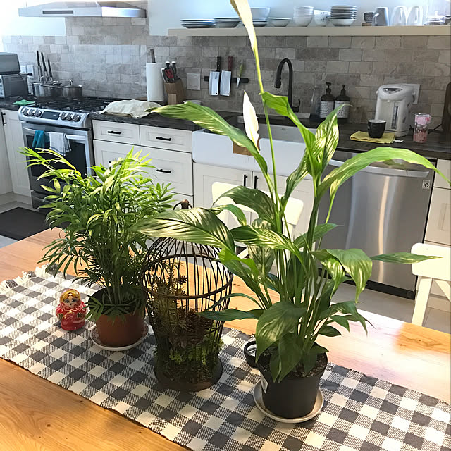 観葉植物/北欧/照明/多肉植物/DIY...などのインテリア実例 - 2019-04-16 10:44:39