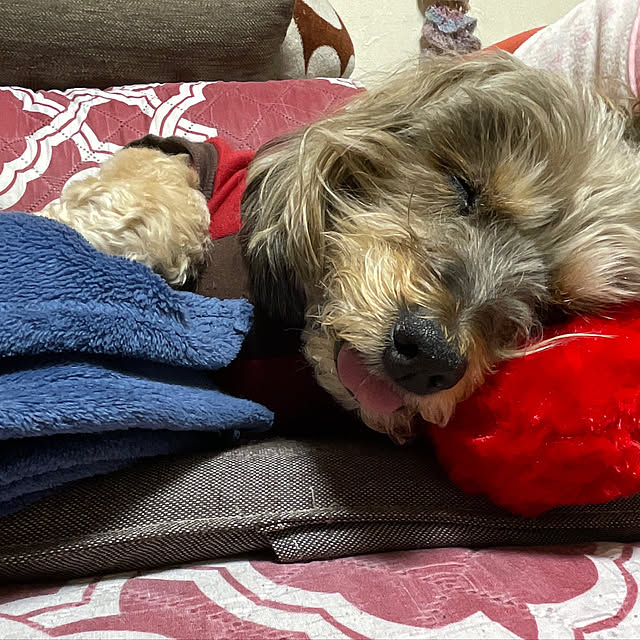 Annieさんの実例写真
