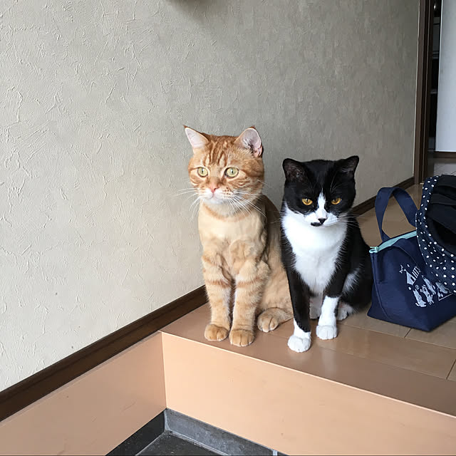 nekoさんの実例写真