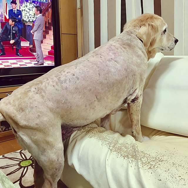 Poaluさんの実例写真