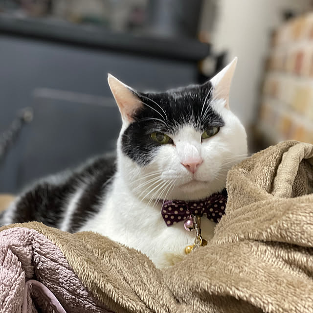 nekosamaさんの実例写真