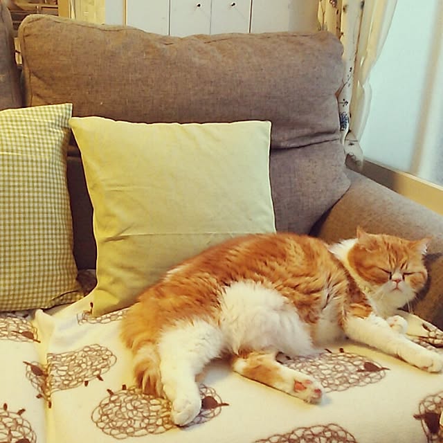 otoさんの実例写真
