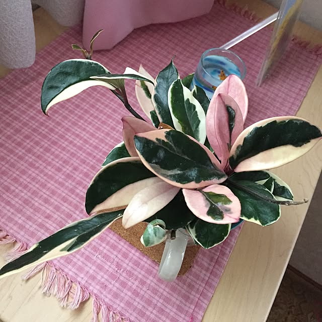vam-06さんの実例写真