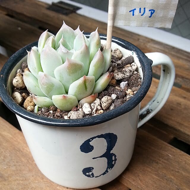 kazuyonさんの実例写真