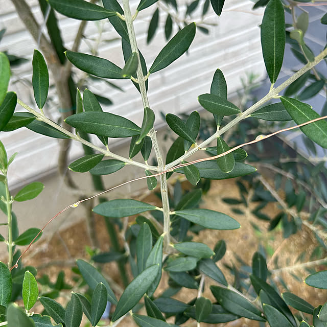 miffy.0044さんの部屋