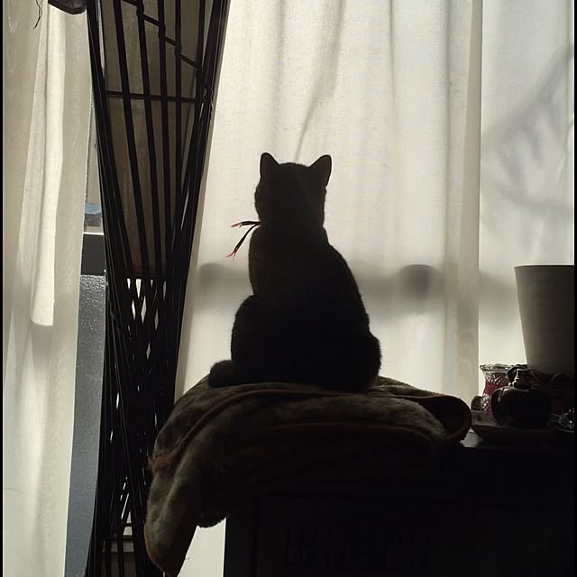 catwomanさんの実例写真