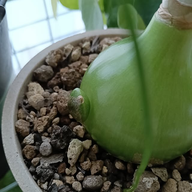 wanidaさんの実例写真