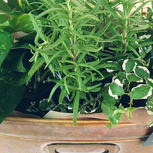 supicaさんの実例写真