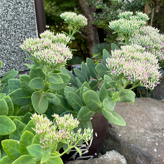 buchiさんの部屋