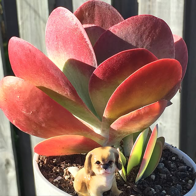 Sherryさんの実例写真