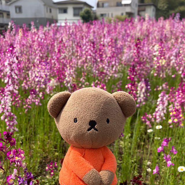 sakuramiffyさんの部屋