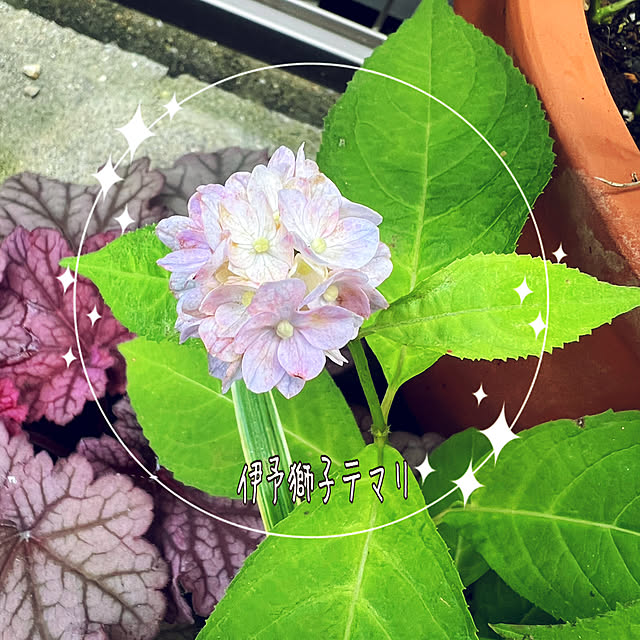 hinamamaさんの実例写真