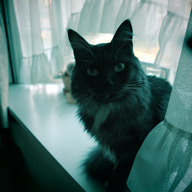 実例写真