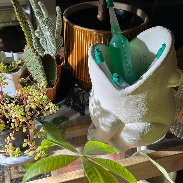 nnfwanicoさんの実例写真