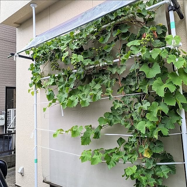 cochonさんの部屋