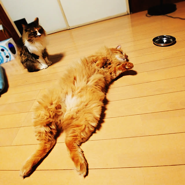 choku3さんの実例写真
