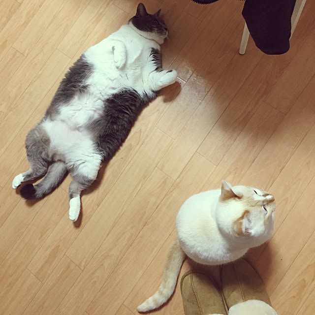 toufuさんの実例写真