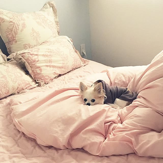 anchovyさんの実例写真