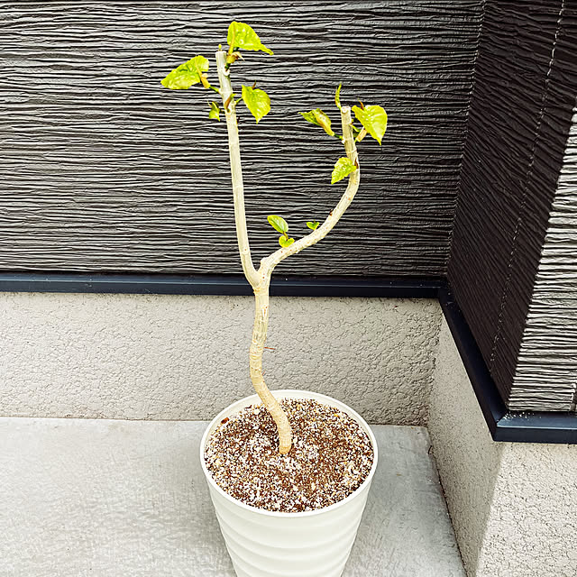 seiさんの部屋