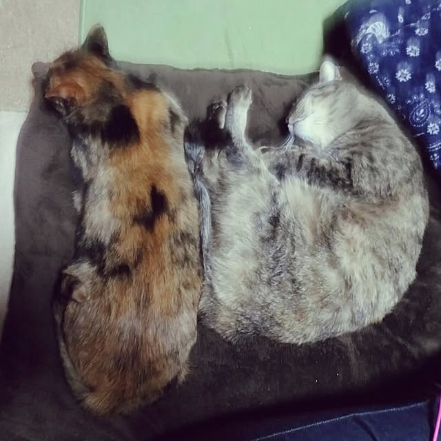 catLoverさんの実例写真