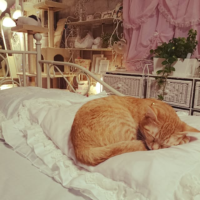 fu-ka24さんの実例写真