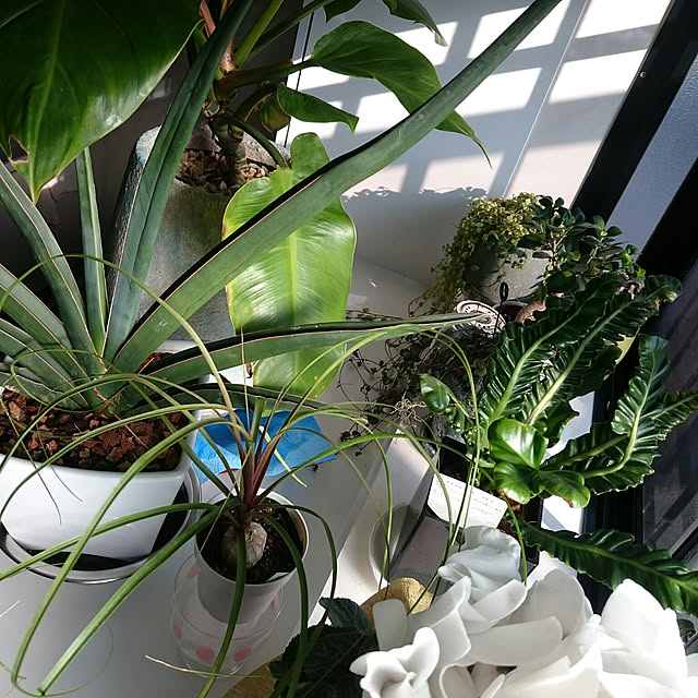 flowersさんの実例写真