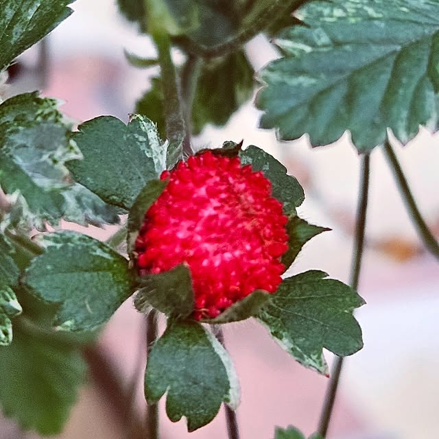 mocomocoさんの部屋