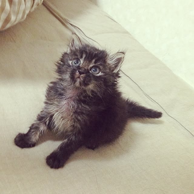 mi_moさんの実例写真