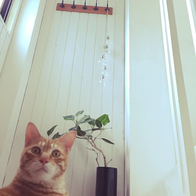 catsmamさんの実例写真