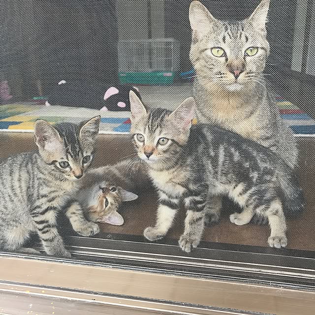 pepeさんの実例写真