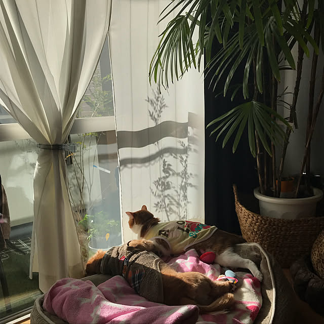 yurincaさんの実例写真