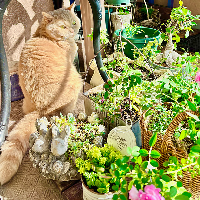 naokoさんの実例写真