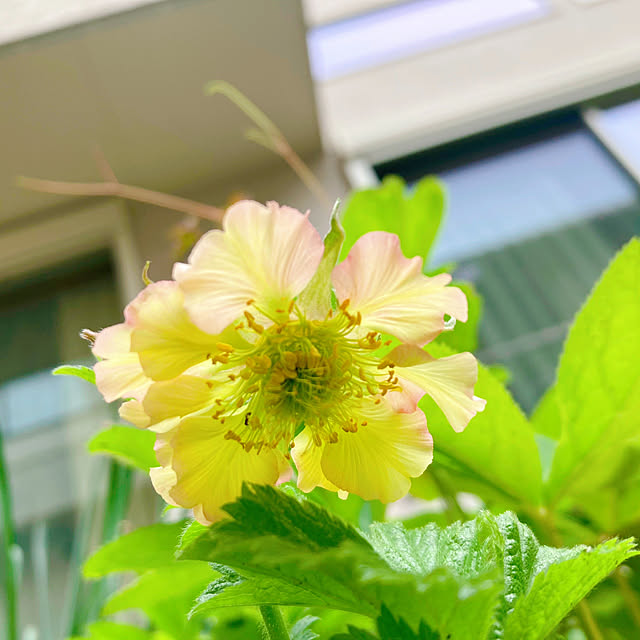 harvestさんの実例写真